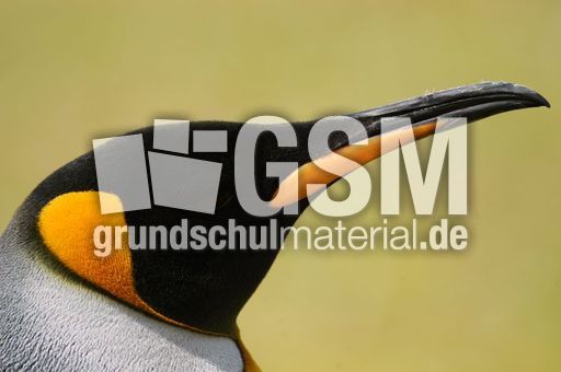 Königspinguin (72 von 84).jpg